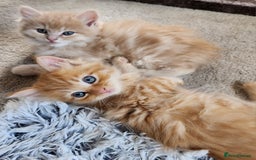 Ragdoll cats for sale: Beautiful Ragdoll Kittens  - Image 10
