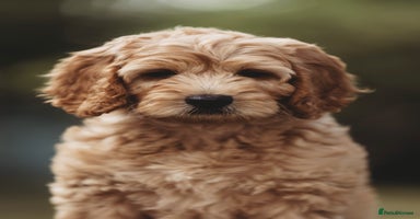 Australian Labradoodle dogs in Northolt - Advert 2