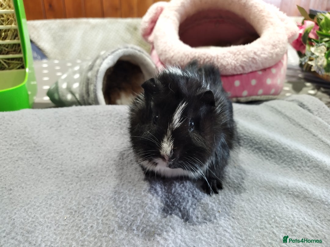 Guinea Pig rodents for sale: Five gorgeous male guinea pigs different breeds in Milnthorpe - Image 16