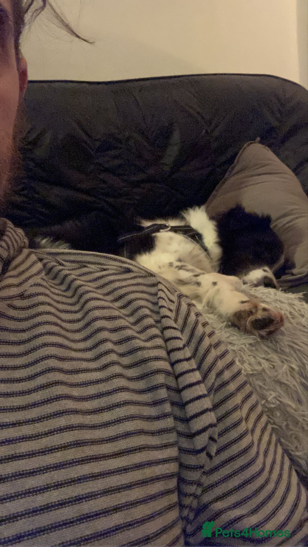 Australian Shepherd dogs for adoption: Marvin Needs Single or Couple, Without Pets Home - Advert 11