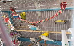 Budgerigars birds for sale: Budgies with cage  - Advert 1