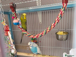 Budgerigars birds for sale: Budgies with cage - Advert 1
