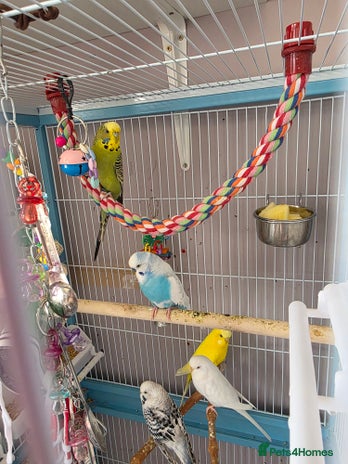 Budgerigars birds Budgies with cage - Advert 1