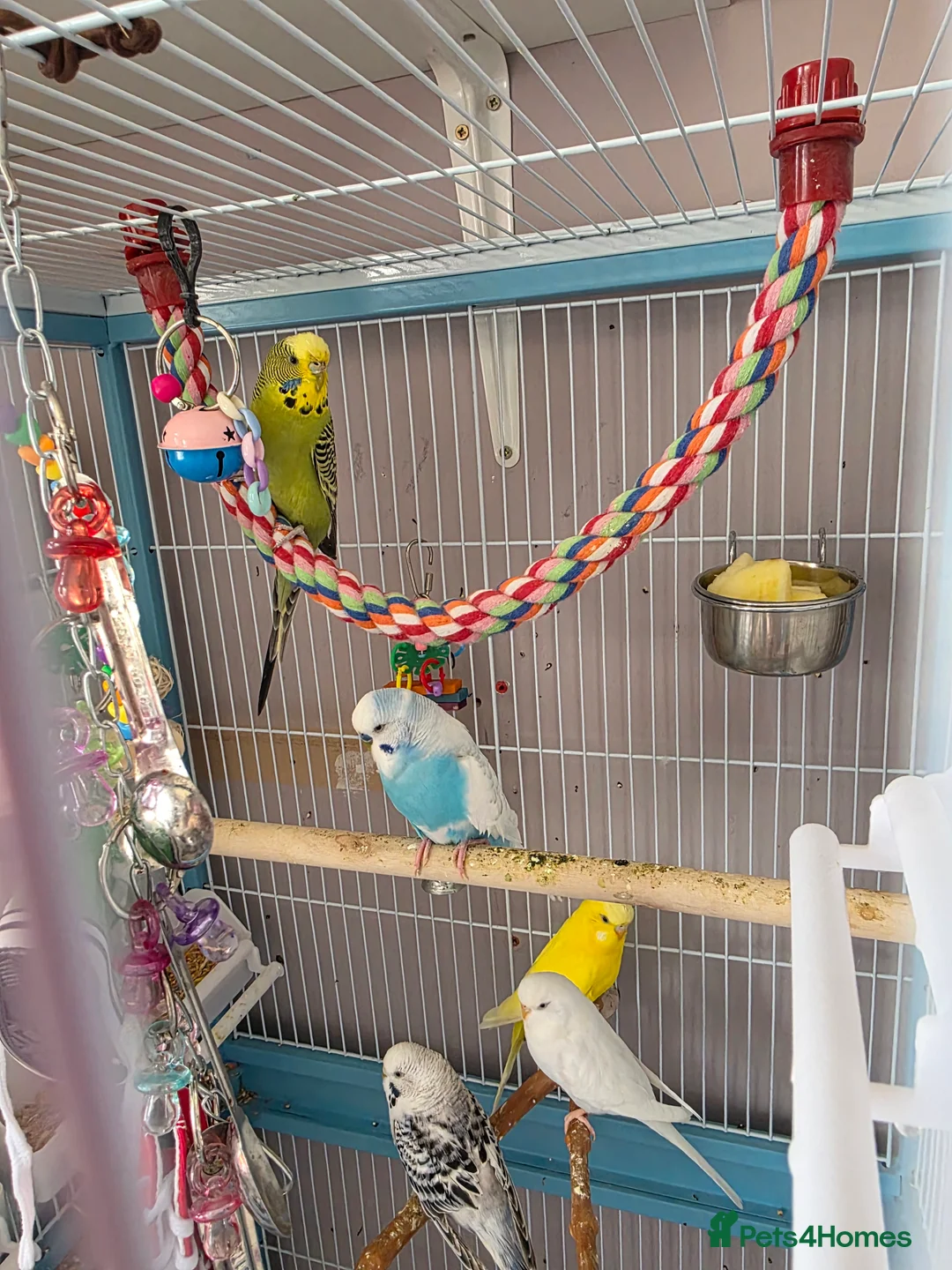 Budgerigars birds for sale: Budgies with cage  - Advert 1