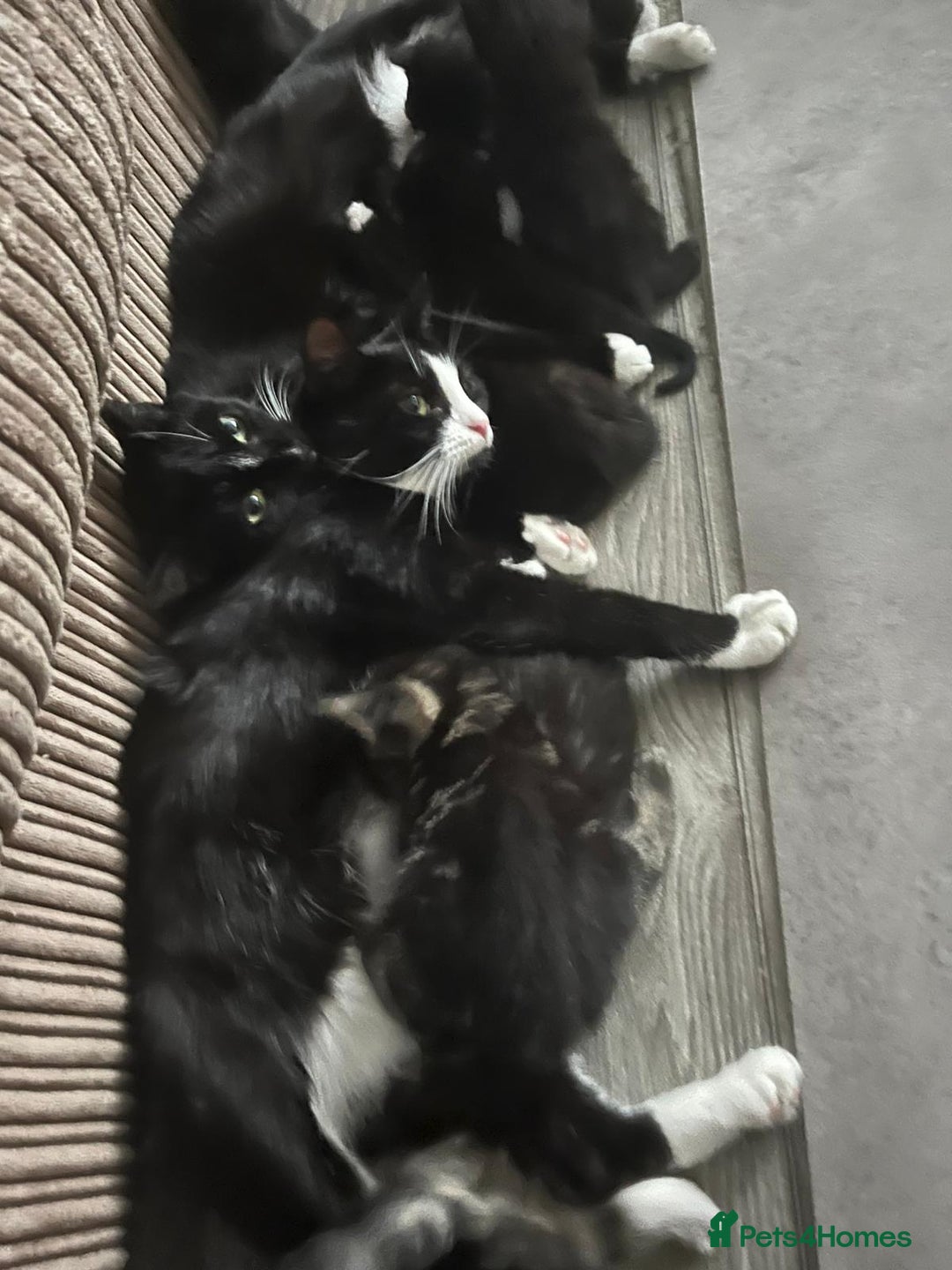 Mixed Breed cats for sale: Cute kittens looking for loving home - Image 8