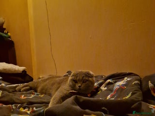 Scottish Fold cats - Advert 1