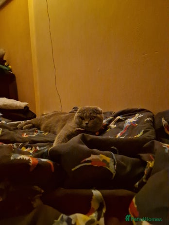 Scottish Fold cats - Advert 8