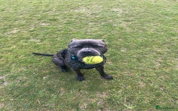 Staffordshire Bull Terrier dogs for sale: Reggie - 2 year old blue/brindle staffy  - Image 4