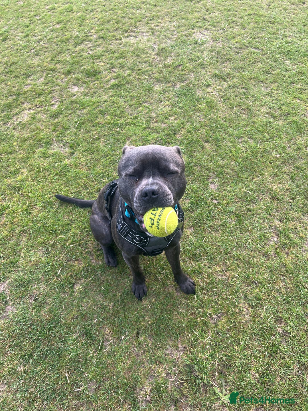 Staffordshire Bull Terrier dogs for sale: Reggie - 2 year old blue/brindle staffy  - Image 4