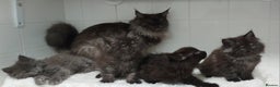 Maine Coon cats for sale: Beautiful big maine Coon babies  - Advert 5