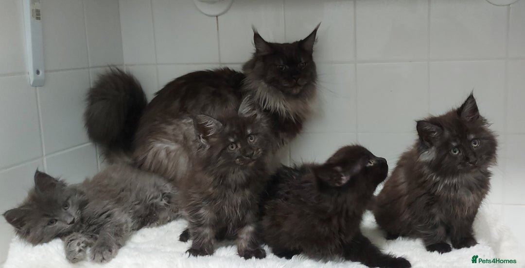 Maine Coon cats for sale: Beautiful big maine Coon babies  - Advert 5