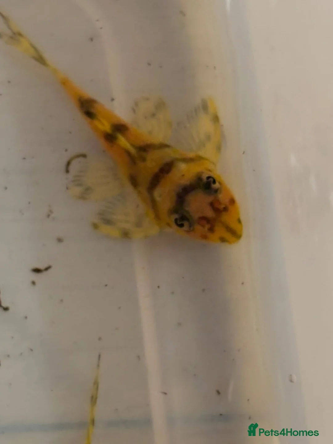 Plecos fish for sale: L236sy SUB ADULTS - Advert 2