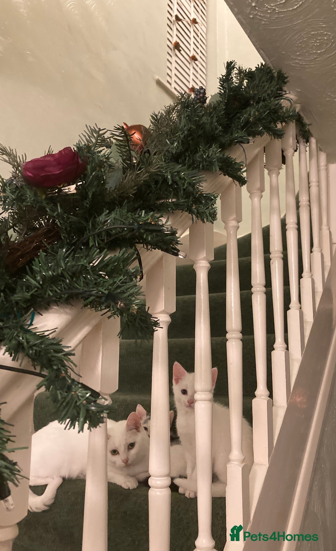 Turkish Van cats for sale: Gorgeous Turkish Van kitten - Advert 6