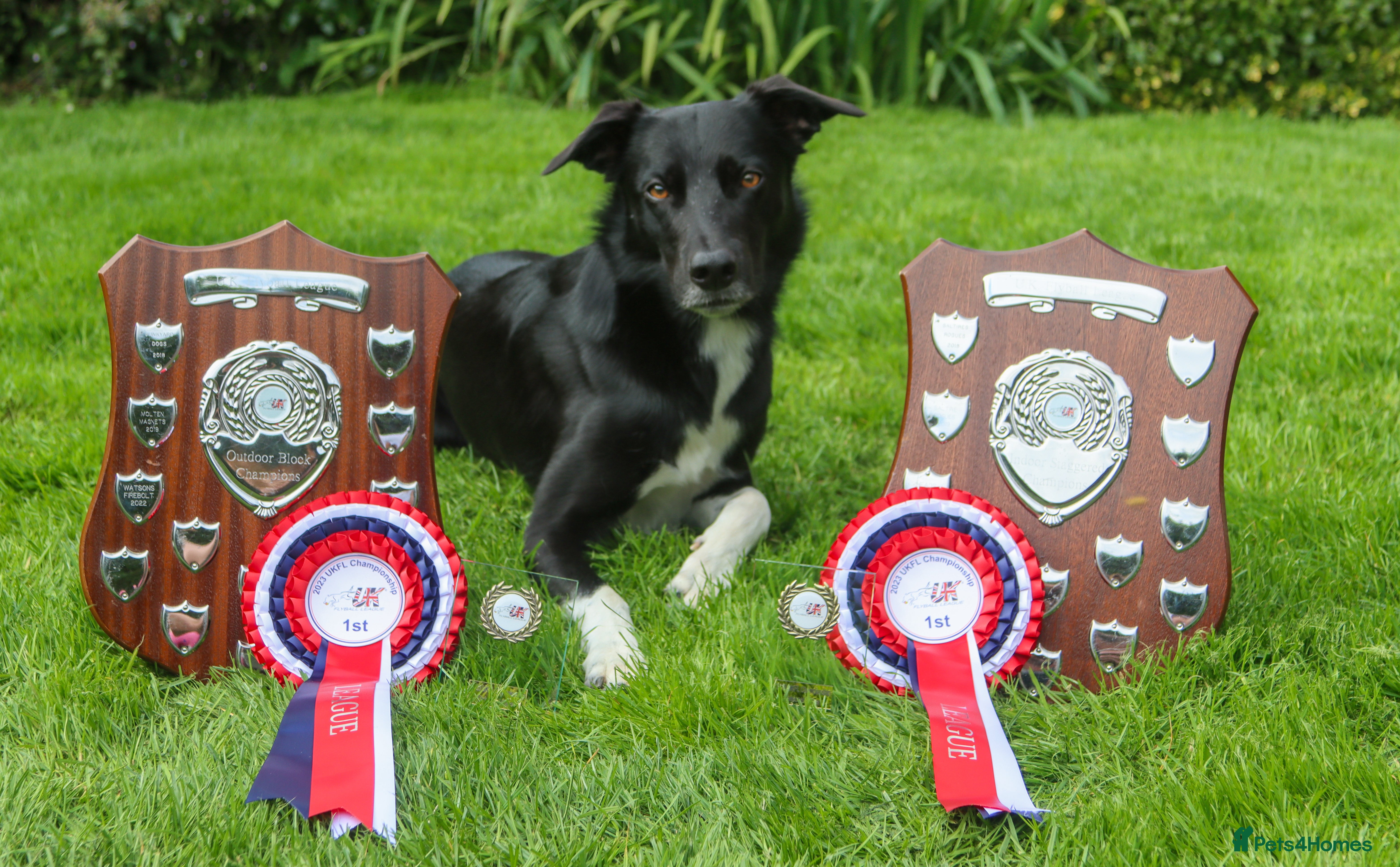 Lurcher dogs Lurcher - Collie/Whippet Crufts Flyball Champion in Stoke-on-Trent - Advert 1
