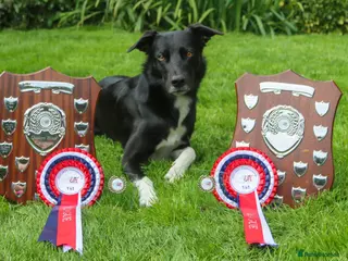 Lurcher dogs Lurcher - Collie/Whippet Crufts Flyball Champion in Stoke-on-Trent - Advert 12