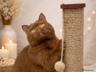British Shorthair cats Health tested Cinnamon stud - Advert 8