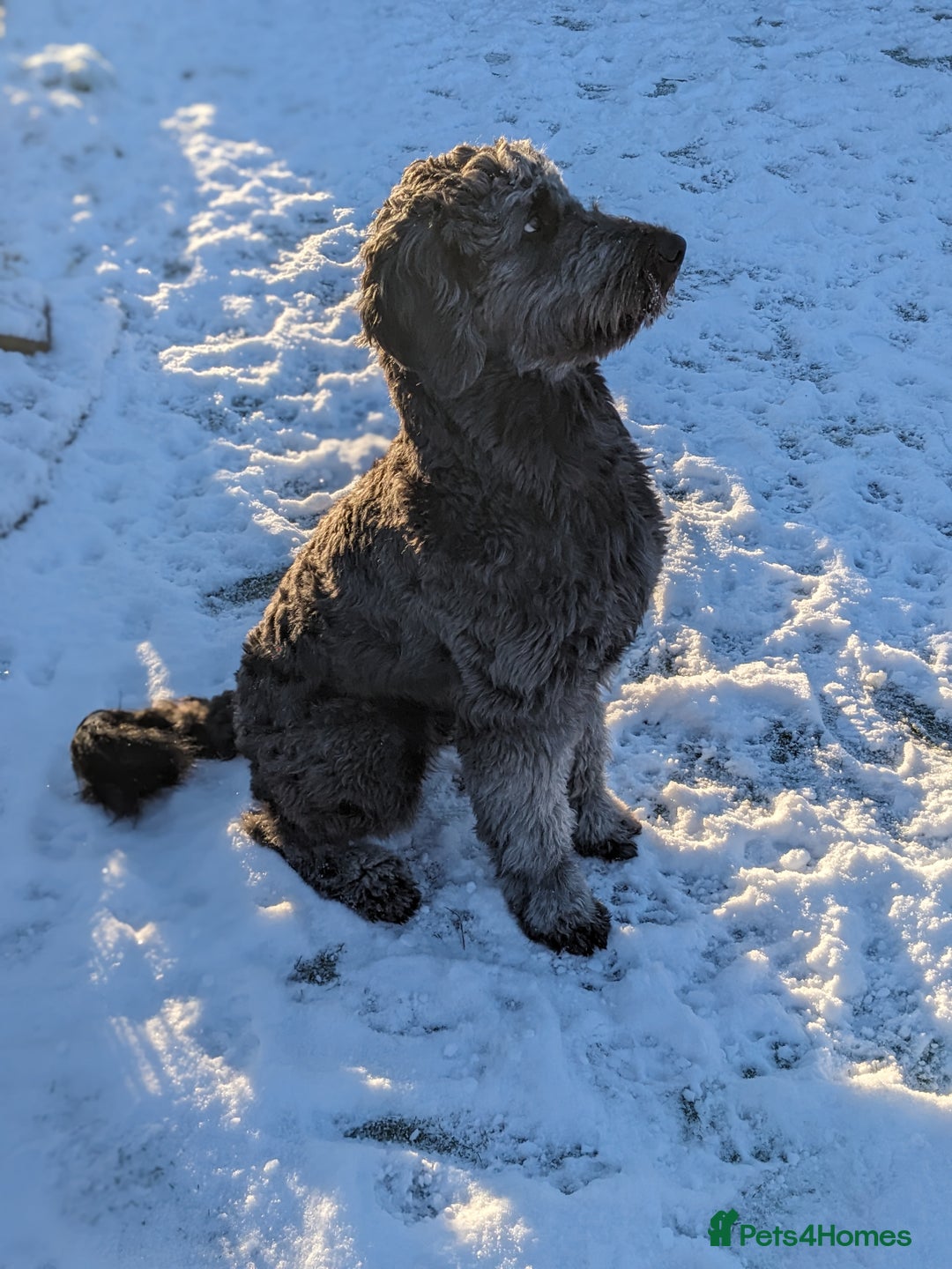 Goldendoodle dogs for stud: Frankie doodle for stud only.   - Image 10