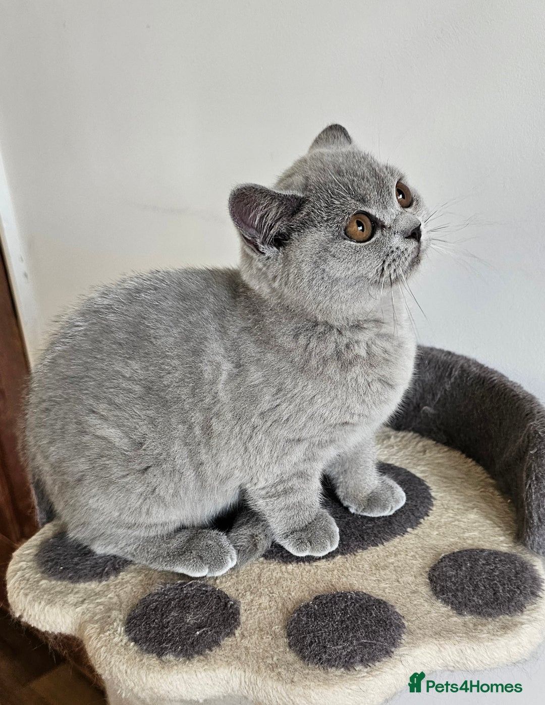 British Shorthair cats for sale: Beautiful British Shorthair kittens NEUTERED - Advert 7