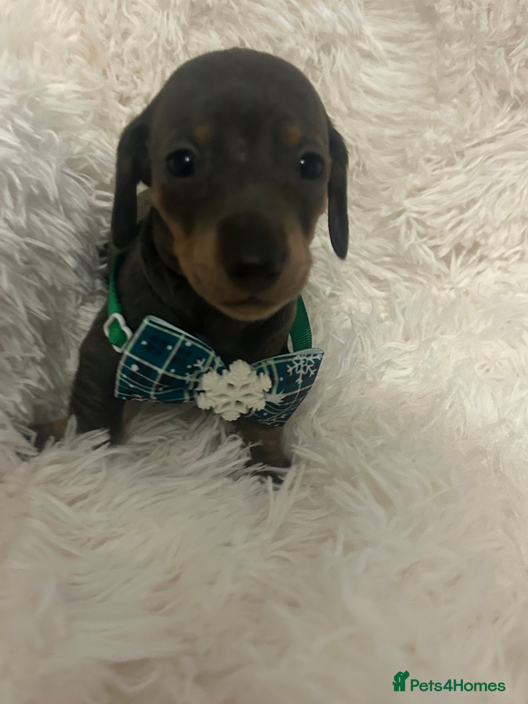 Miniature Dachshund dogs for sale: miniature dachshund puppies - Image 6