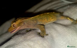 Gecko reptiles for sale: Proven Harlequin Female  - Image 2