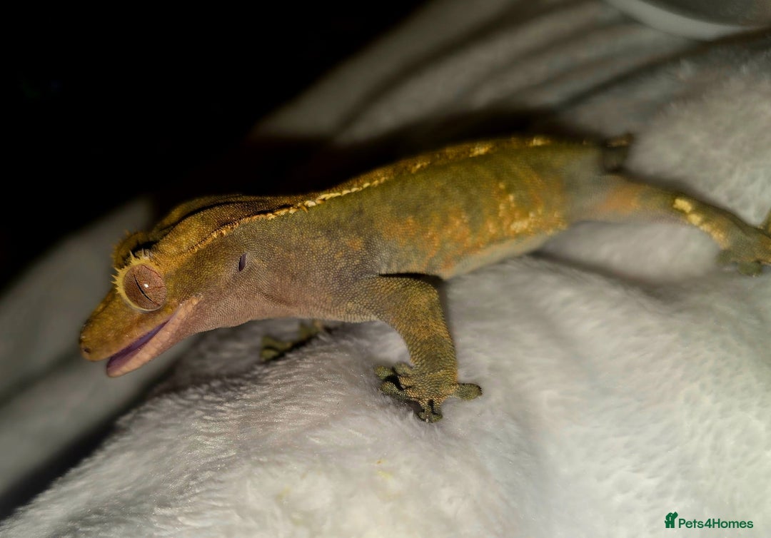 Gecko reptiles for sale: Proven Harlequin Female  - Image 2