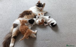 European cats for sale: 3 kittens looking for a home - Image 6