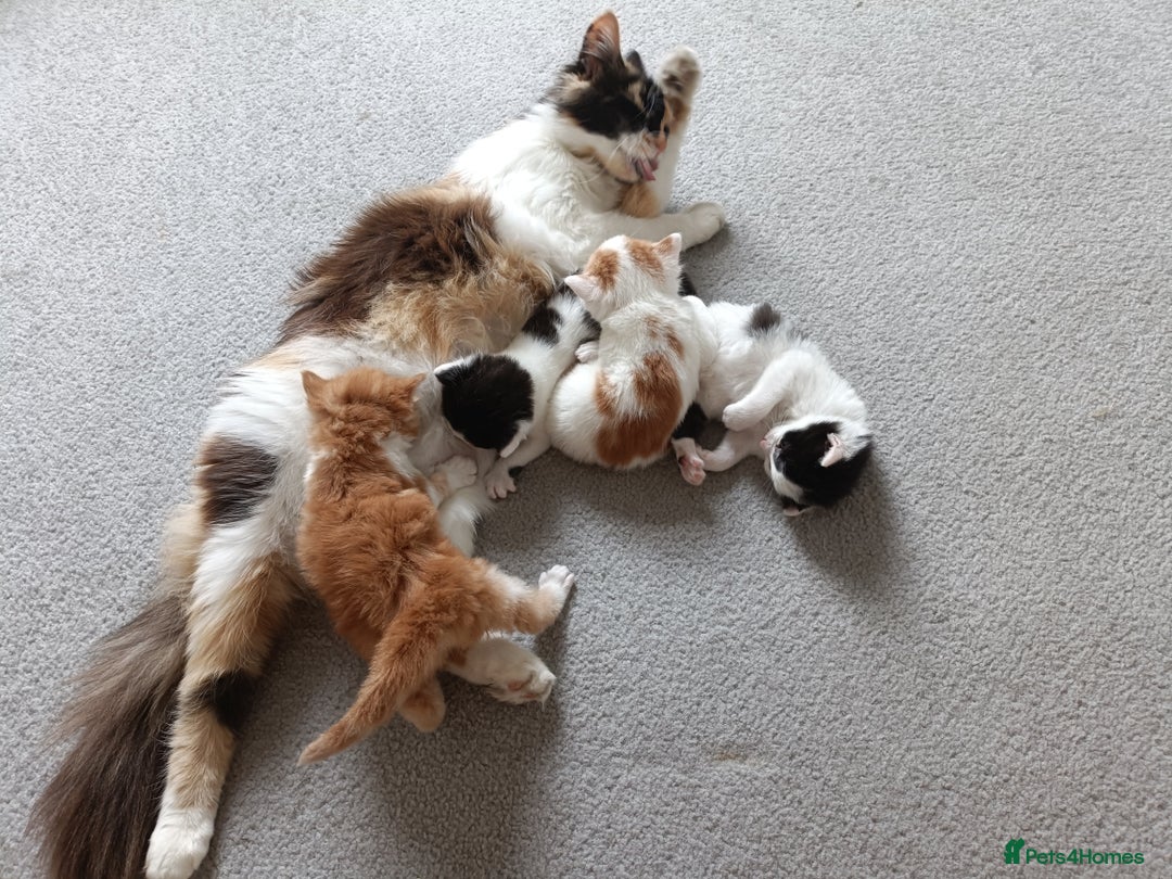European cats for sale: 3 kittens looking for a home - Image 6