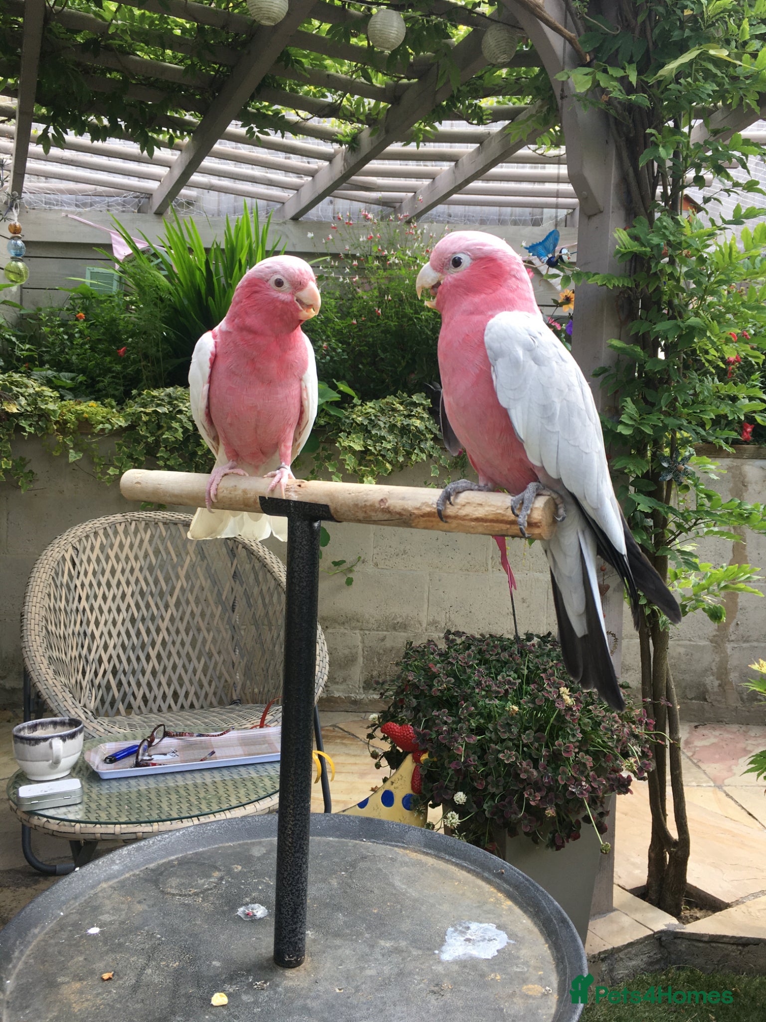 Cockatoo birds for sale: Male & female Galah in Harwich - Advert 1