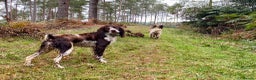 English Springer Spaniel dogs for sale: English Springer Spaniel/Pont-Audemer spaniel - Advert 4