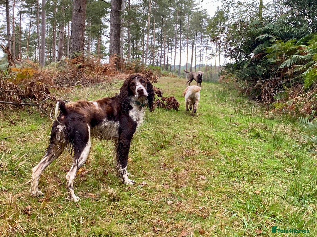 English Springer Spaniel dogs for sale: English Springer Spaniel/Pont-Audemer spaniel - Advert 4