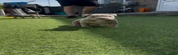 American Bully dogs for sale: Pocket bully  - Advert 2