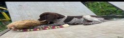 German Shorthaired Pointer dogs for sale: The perfect family dog!  - Advert 8