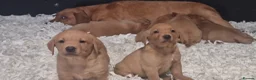 Labrador Retriever dogs for sale: Precious KC Reg Labrador Puppies Yellow/Fox Red - Advert 12