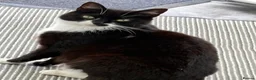 Mixed Breed cats for sale: Beautiful female kitten - Advert 5