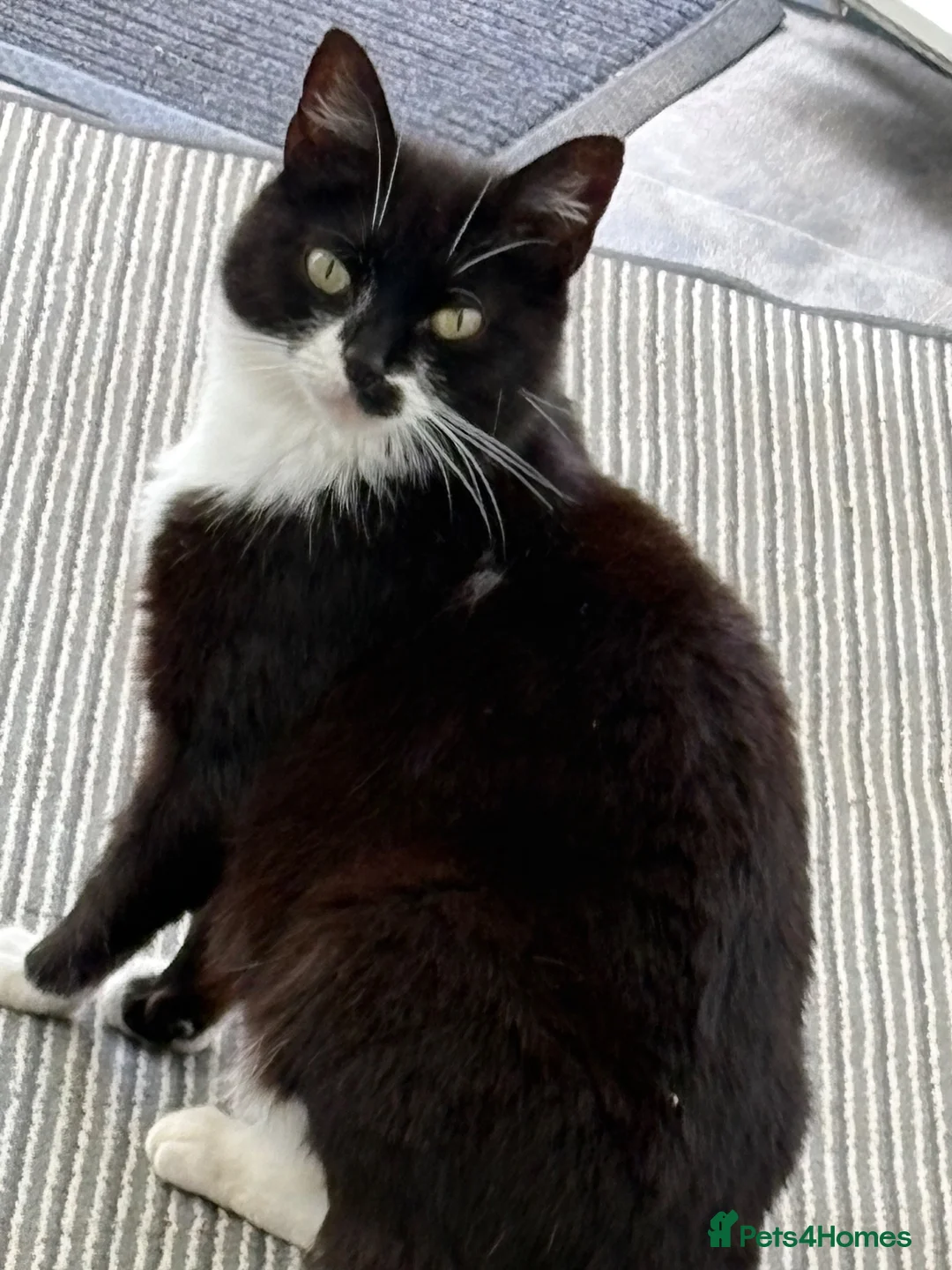 Mixed Breed cats for sale: Beautiful female kitten - Advert 5