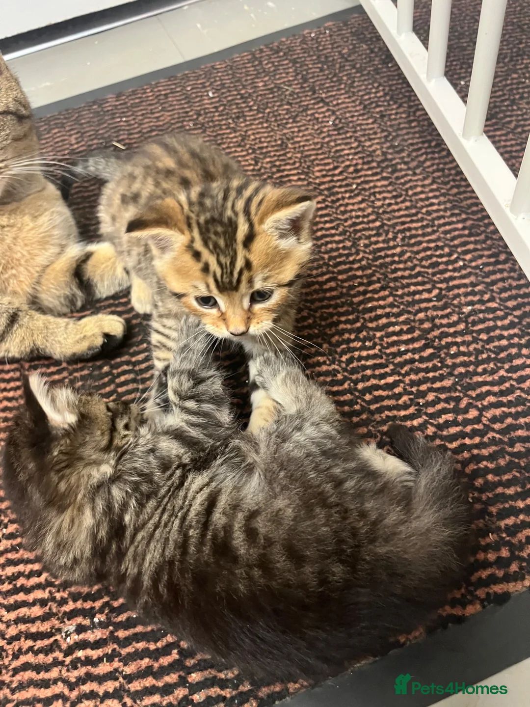 Mixed Breed cats for sale: 7 ragdoll cross kittens  - Advert 10