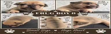 Frug 8
