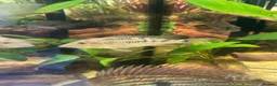 Cichlids fish for sale: Geophagus Brasiliensis, Surinamensis, Altifrons - Advert 11