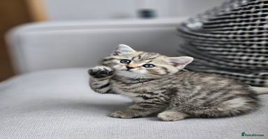 British Shorthair cats - Advert 2