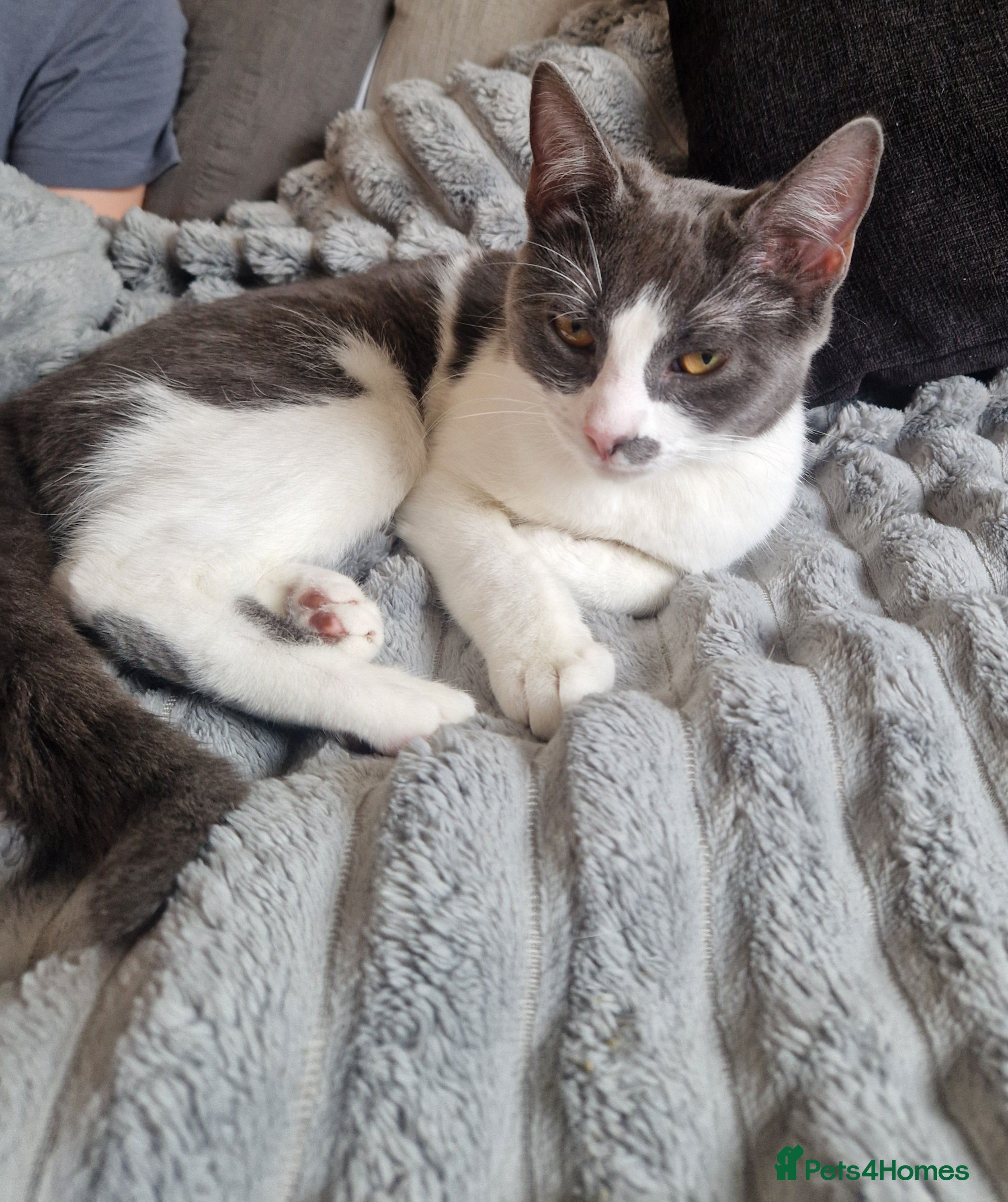 Domestic Shorthair cats 9mth old girl looking for a loving home in Cannock - Advert 3