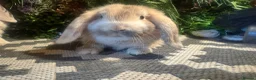 Mini Lop rabbits for sale: X2 HARLEQUIN MINI LOOS READY LEAVE  - Advert 4