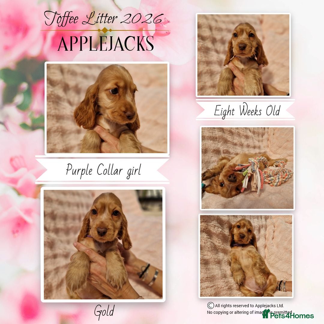 Cocker Spaniel dogs KC Pedigree Show Cocker Spaniel Puppies - Advert 2