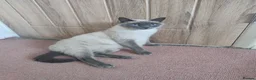 Mixed Breed cats for sale: Kittens available, 4 left, ragdoll x 3 boys 1 girl - Advert 2