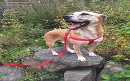Mixed Breed dogs for sale: Big Golden Boy for Adoption  - Image 5