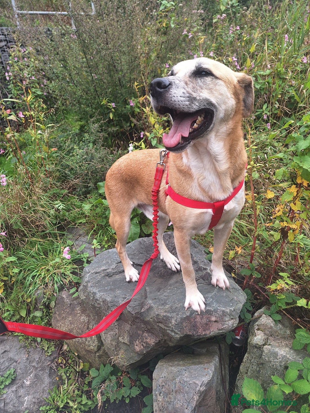 Mixed Breed dogs for sale: Big Golden Boy for Adoption  - Image 5