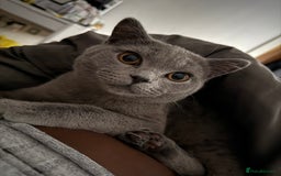 British Shorthair cats for sale: British shorthair kittens - Image 3