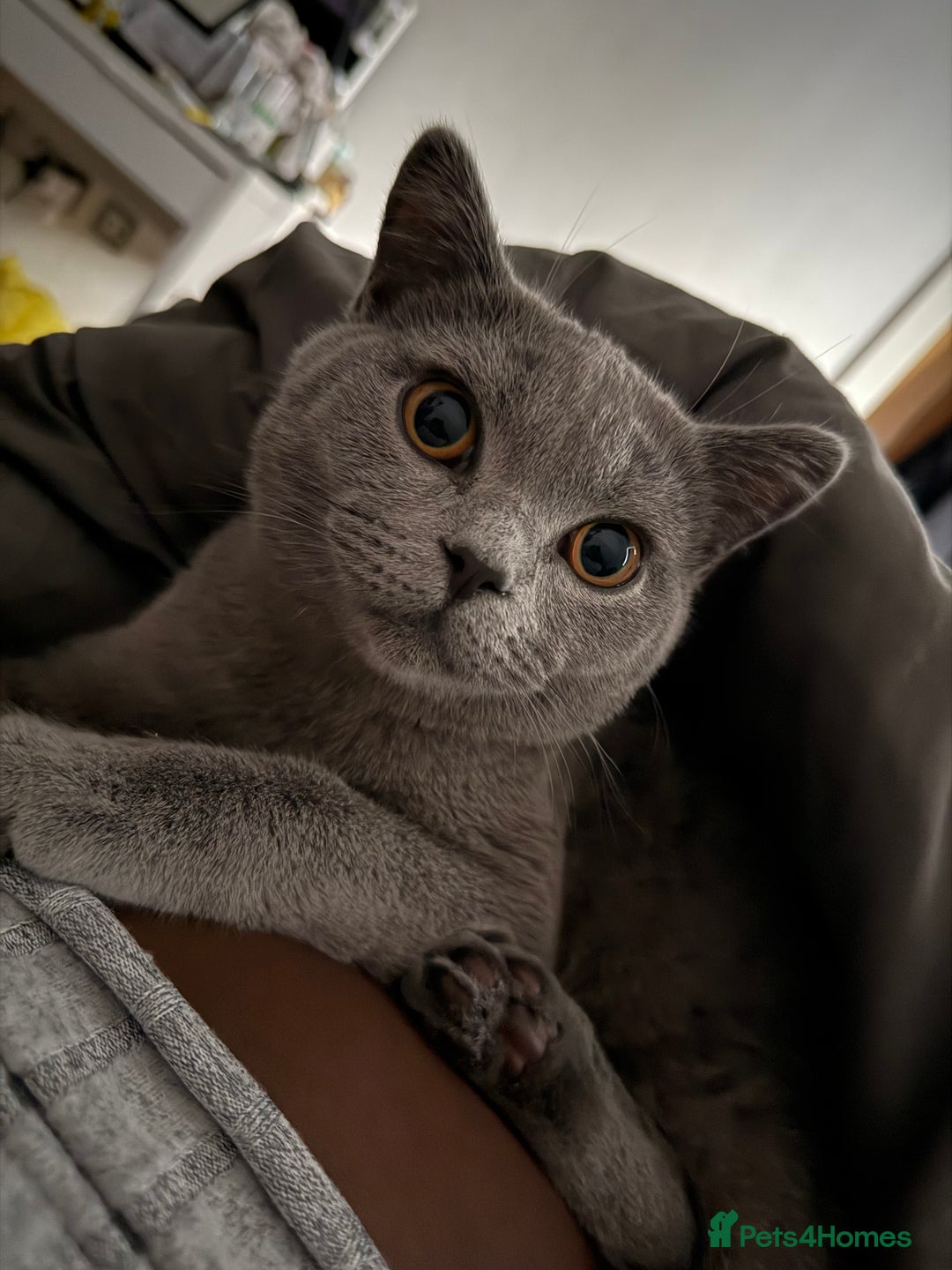 British Shorthair cats for sale: British shorthair kittens - Image 3