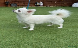 Chihuahua dogs for sale: Absolutely gorgeous White Longcoat Boy  - Image 5