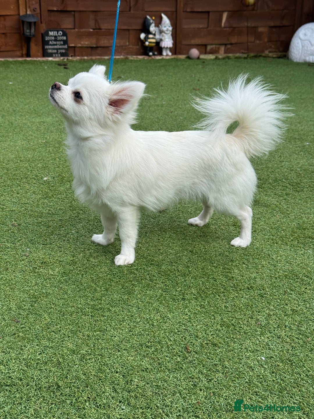 Chihuahua dogs for sale: Absolutely gorgeous White Longcoat Boy  - Image 5