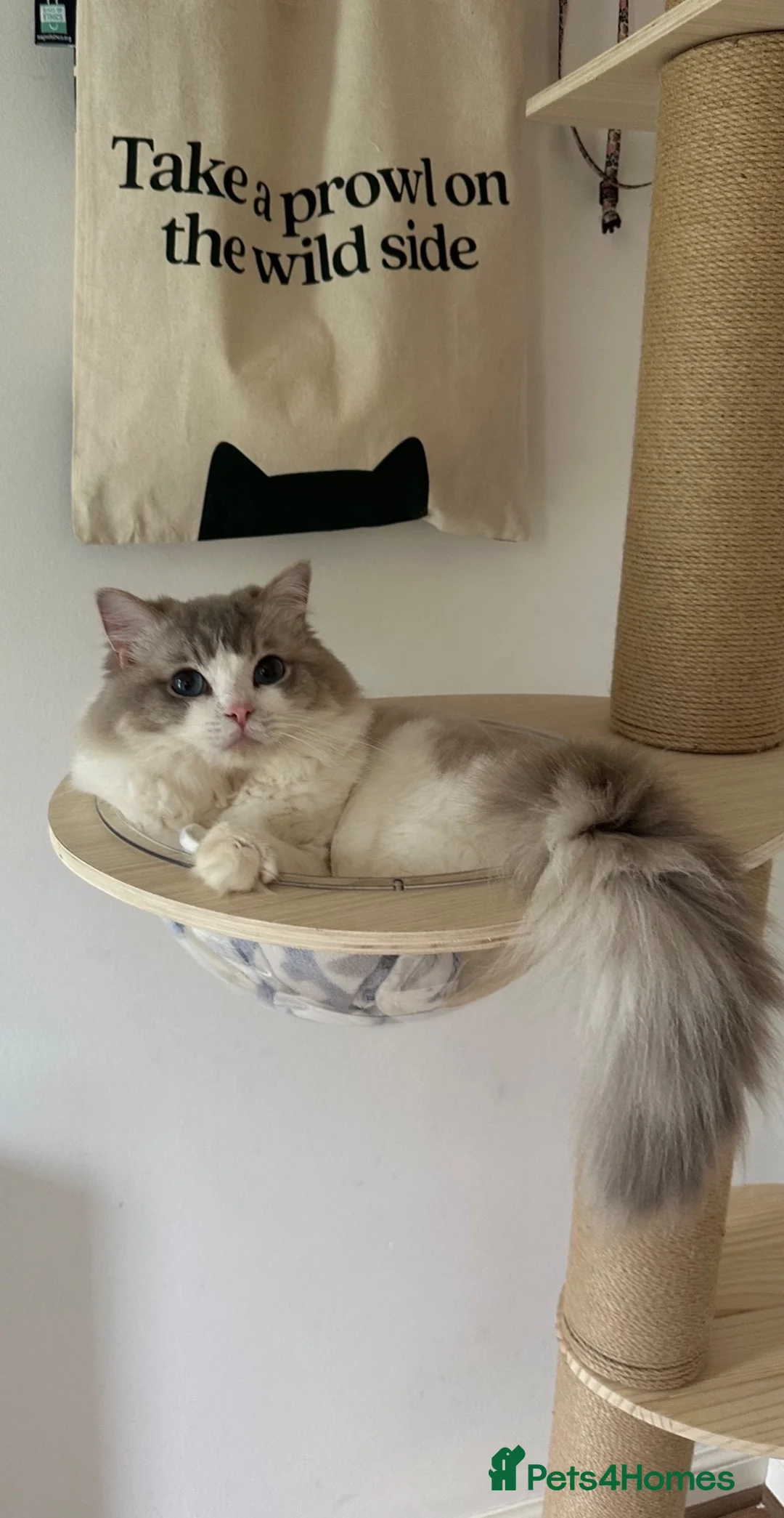 Ragdoll cats for stud: Ragdoll stud  - Advert 2